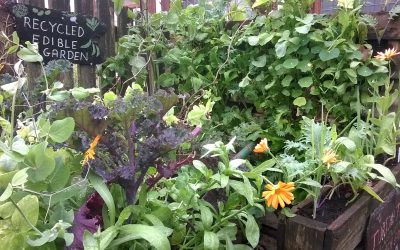 Easy ‘Grow Your Own’ Vegetables for Pots and Containers