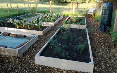 Raised Beds or Growing in the Ground?