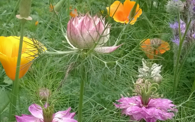 Growing Annual Flowers from Seed