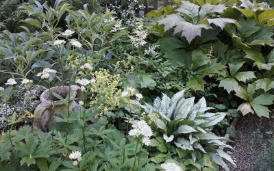 Plants for Shade