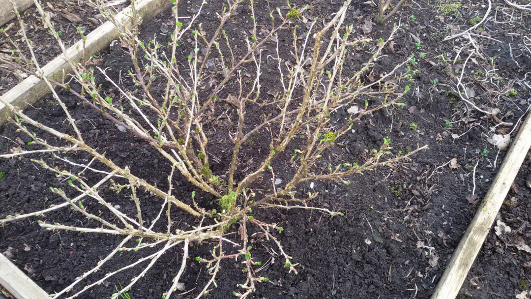 Gooseberry pruning sjgardenadvice.co.uk