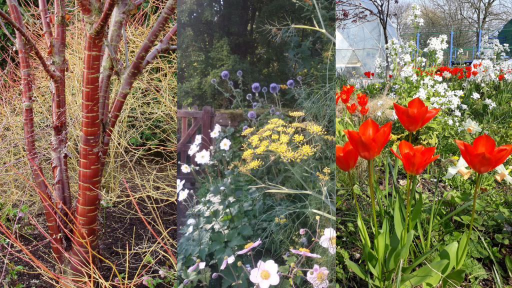 Colour all Year Round sjgardenadvice.co.uk